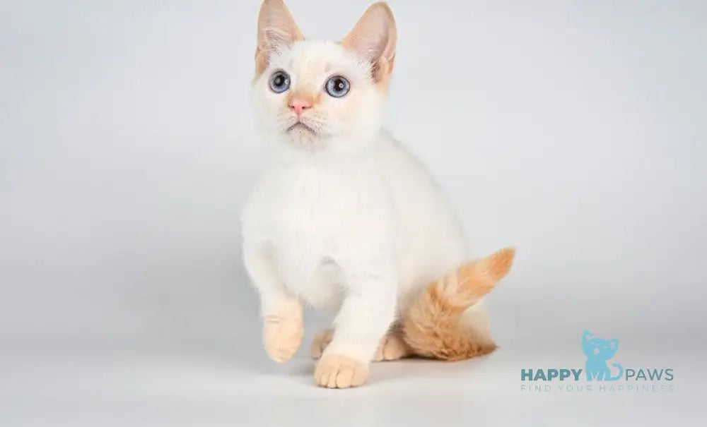 Tristan Munchkin male red pointed - live animals