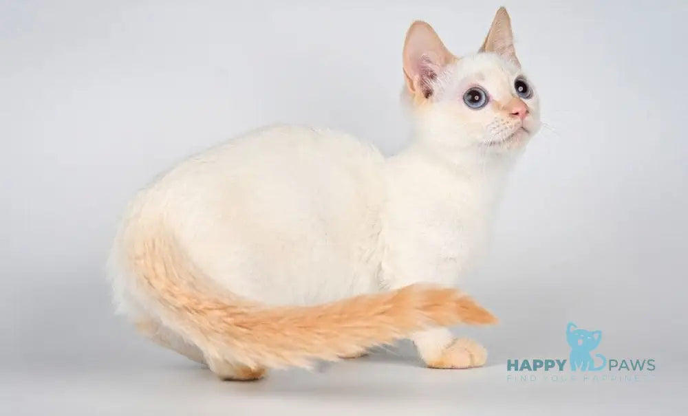 Tristan Munchkin male red pointed - live animals