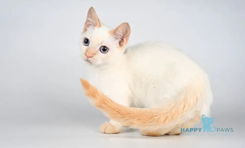 Tristan Munchkin male red pointed - live animals
