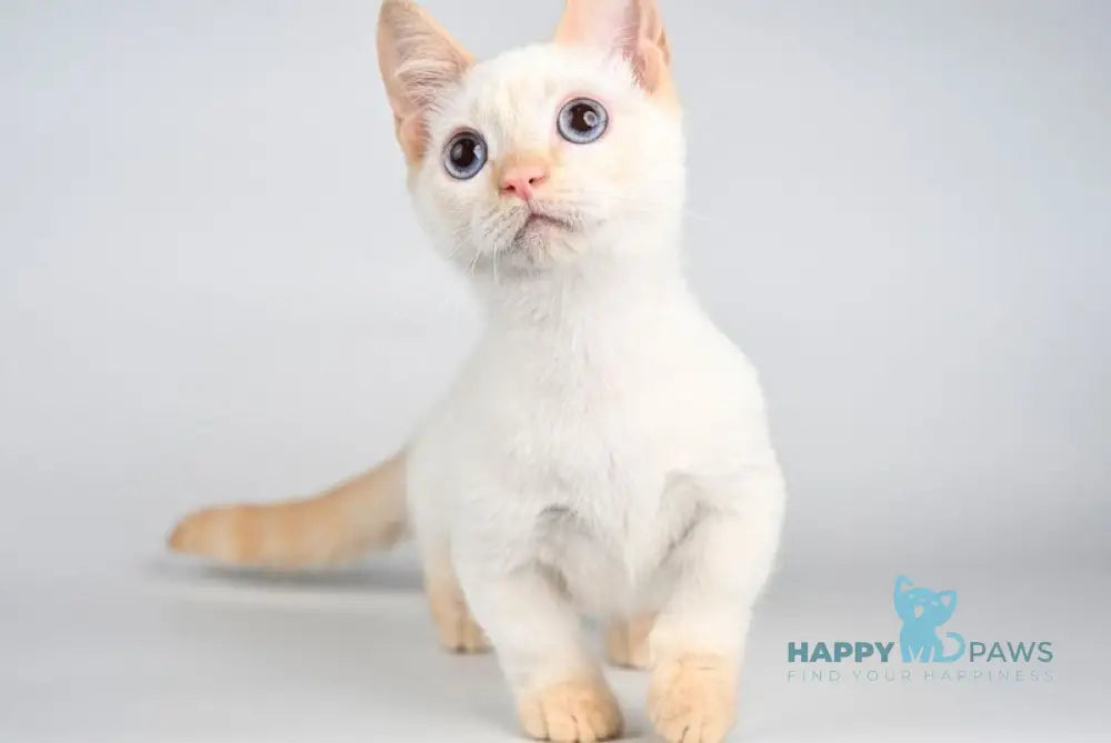 Tristan Munchkin male red pointed - live animals