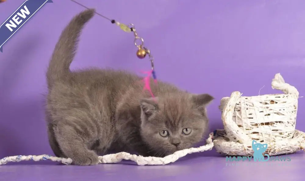 Tristan Scottish Straight male blue live animals