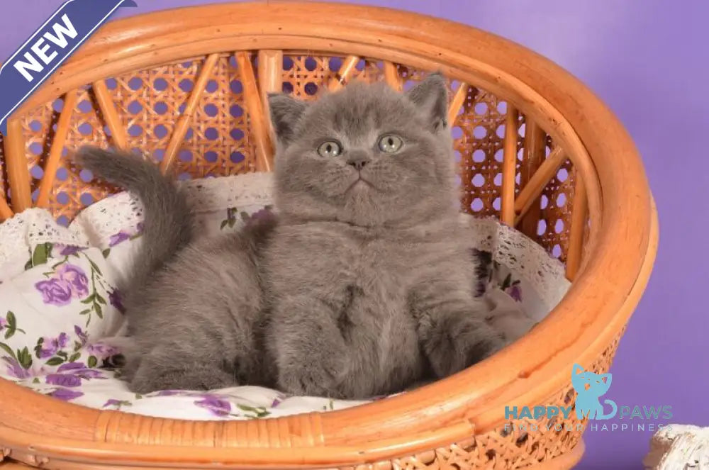 Tristan Scottish Straight male blue live animals