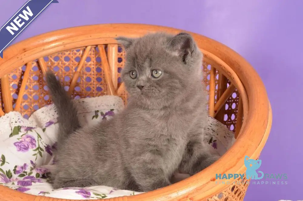 Tristan Scottish Straight male blue live animals