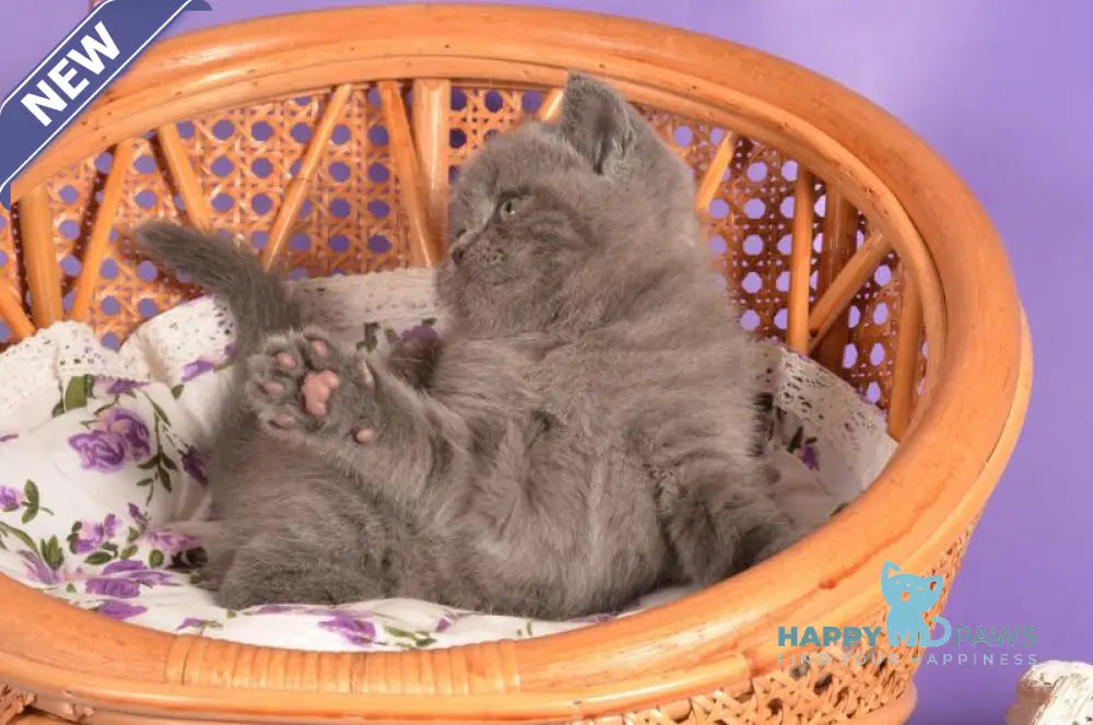 Tristan Scottish Straight male blue live animals