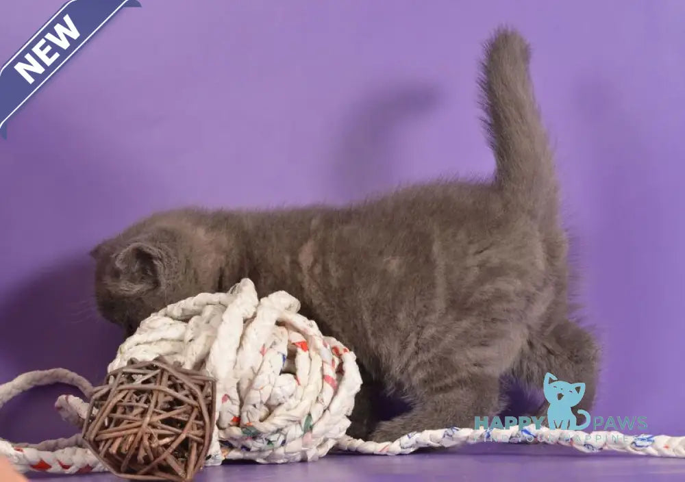 Tristan Scottish Straight male blue live animals