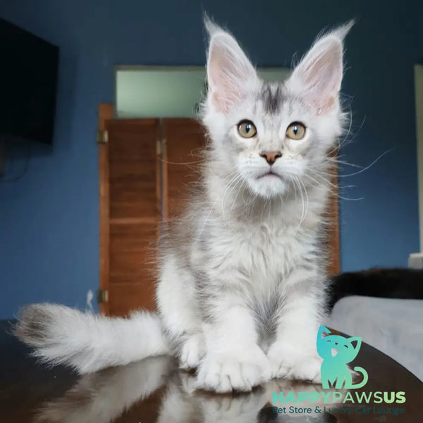 Triumph Maine Coon polydactyl 6x7x6x6 male black silver ticked tabby - live animals