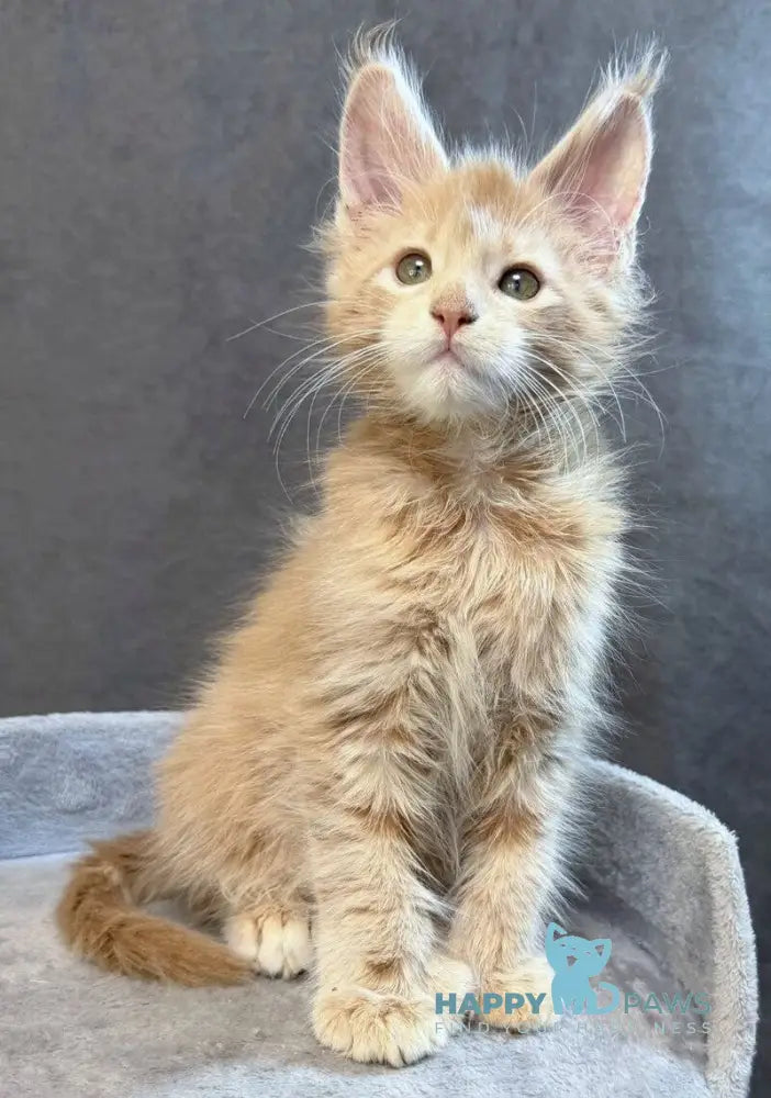 Triumph Maine Coon polydactyl male cream tabby live animals
