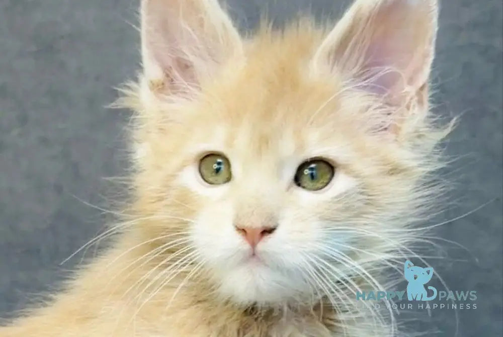 Triumph Maine Coon polydactyl male cream tabby live animals