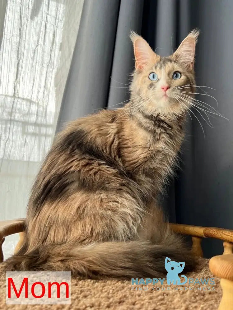 Triumph Maine Coon polydactyl male cream tabby live animals