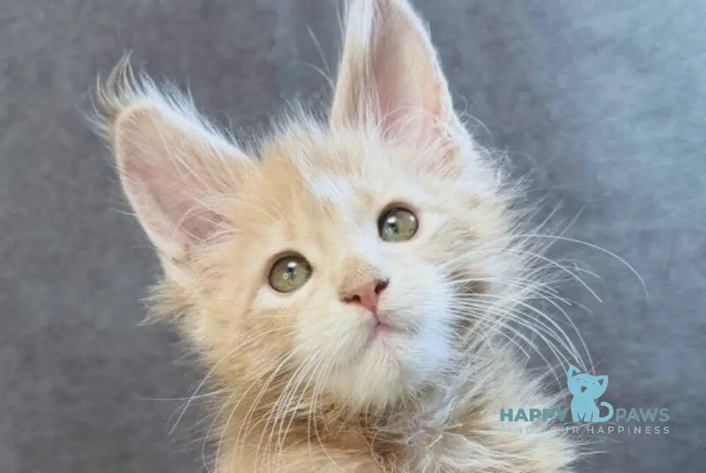 Triumph Maine Coon polydactyl male cream tabby live animals