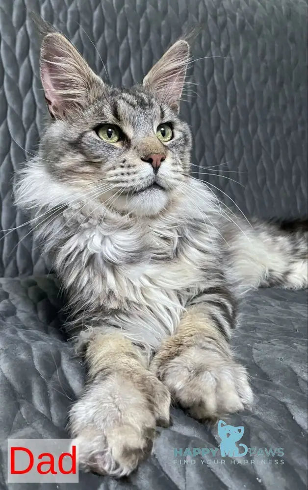 Triumph Maine Coon polydactyl male cream tabby live animals