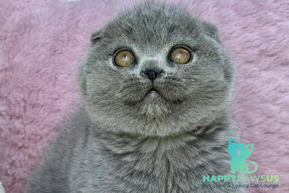 Trixie Scottish Fold female blue - live animals