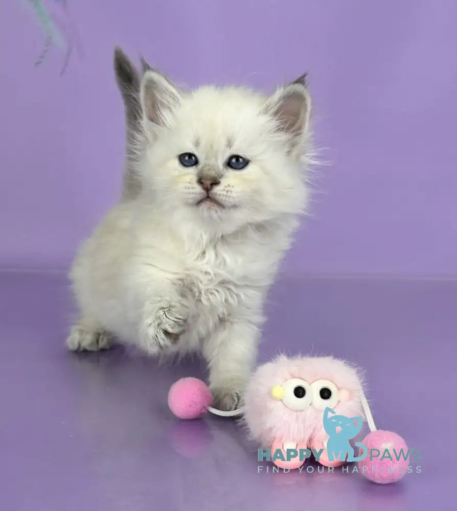 Trixie Siberian female blue tabby live animals