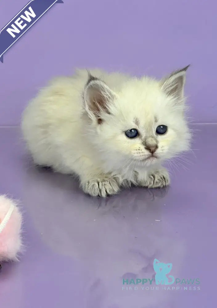 Trixie Siberian female blue tabby live animals