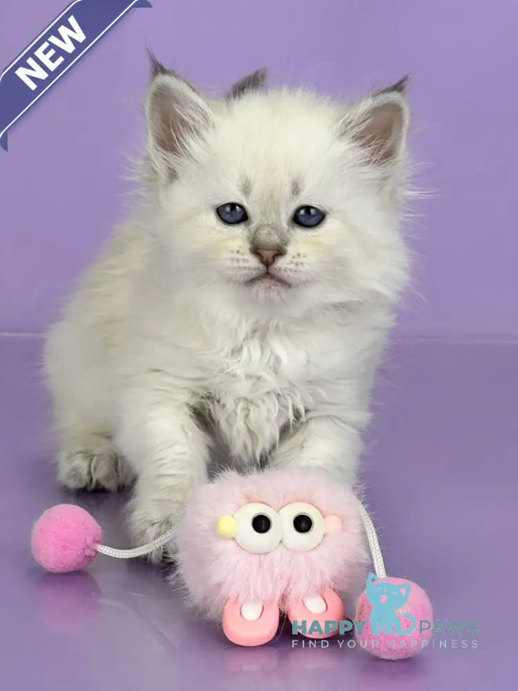 Trixie Siberian female blue tabby live animals