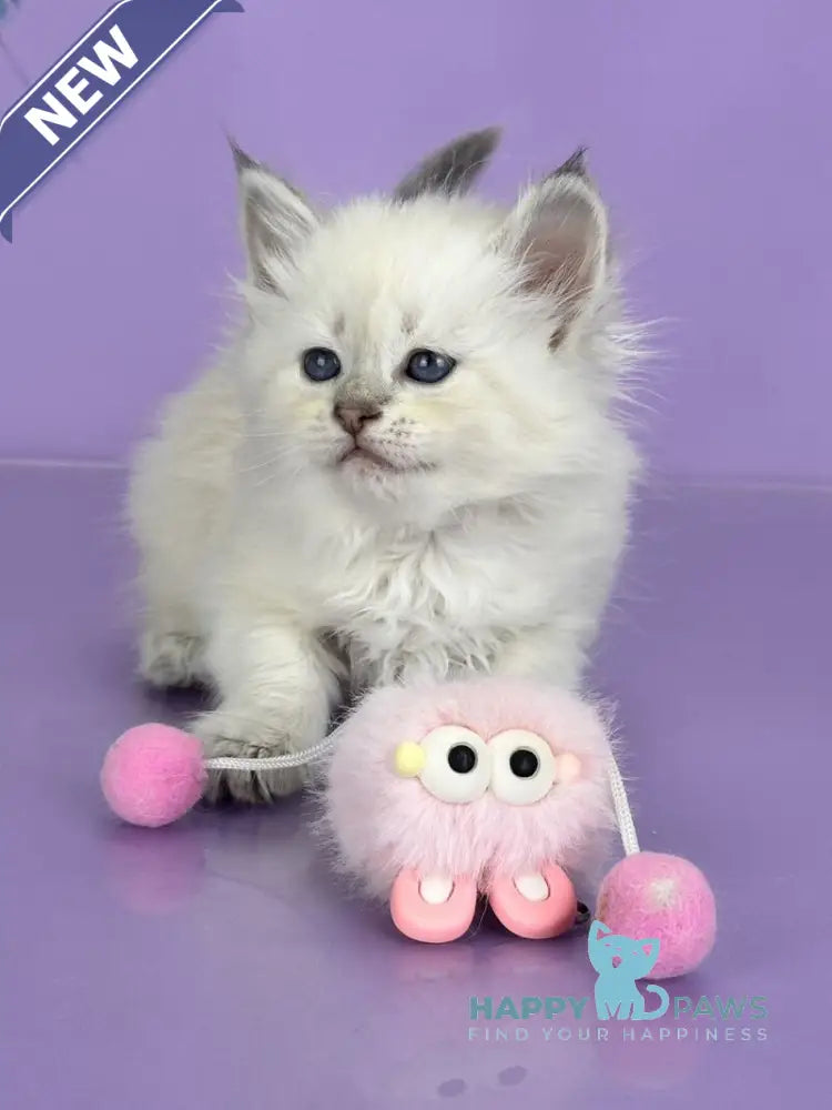 Trixie Siberian female blue tabby live animals