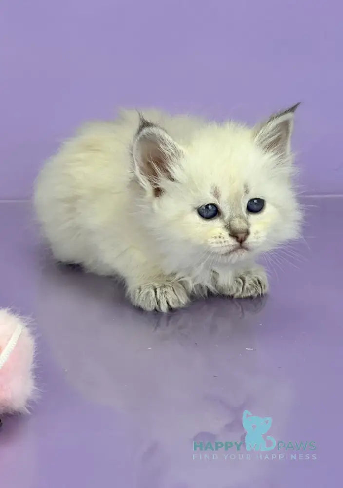 Trixie Siberian female blue tabby live animals