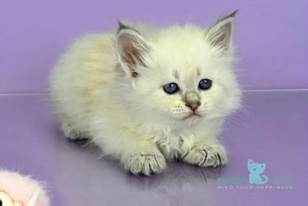 Trixie Siberian female blue tabby live animals