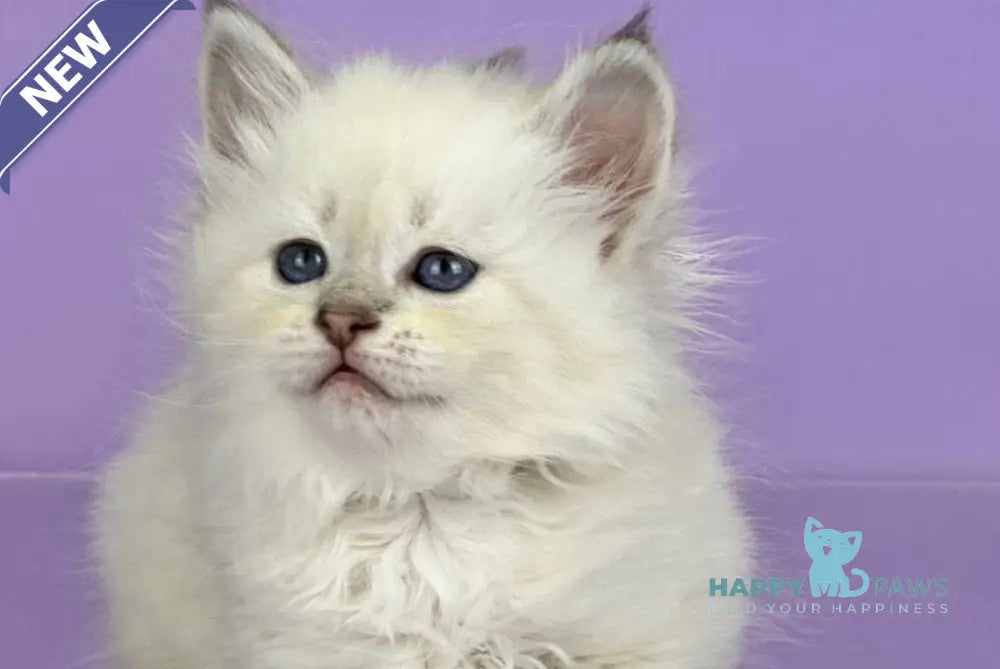 Trixie Siberian female blue tabby live animals
