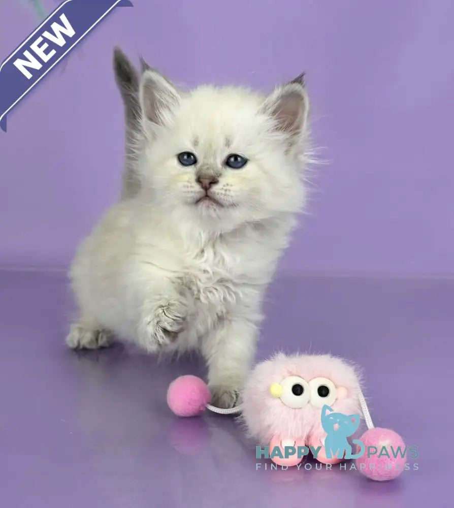Trixie Siberian female blue tabby live animals