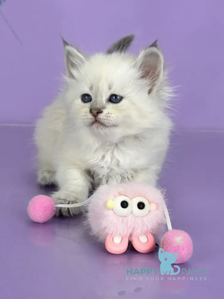 Trixie Siberian female blue tabby live animals