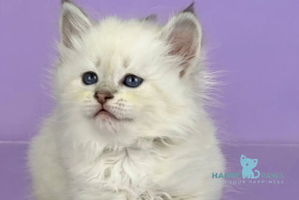 Trixie Siberian female blue tabby live animals