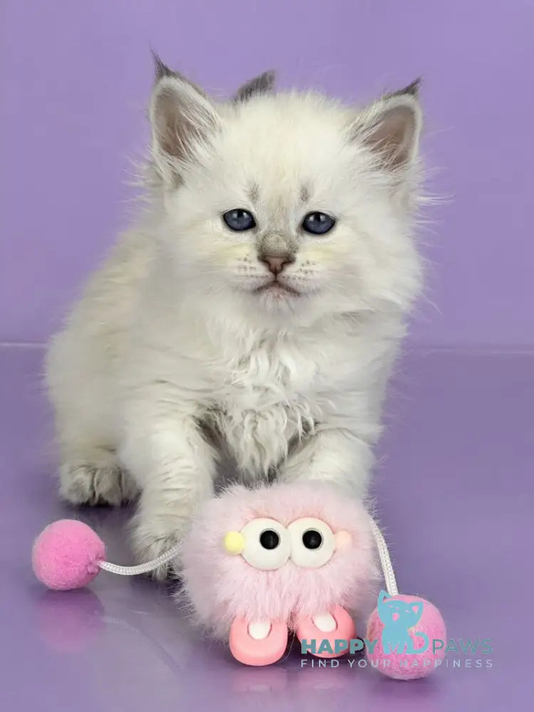 Trixie Siberian female blue tabby live animals