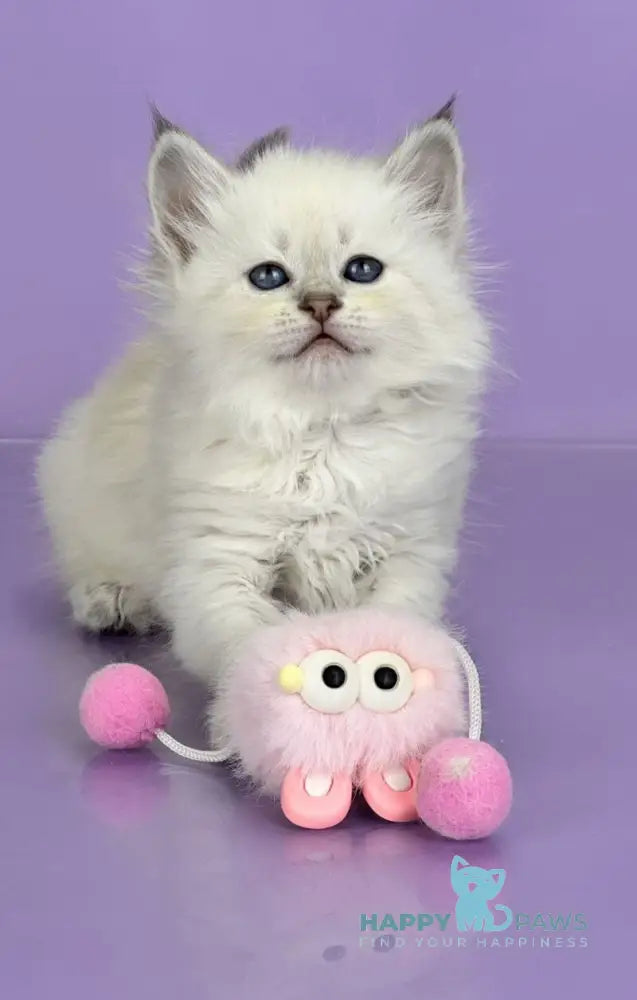 Trixie Siberian female blue tabby live animals