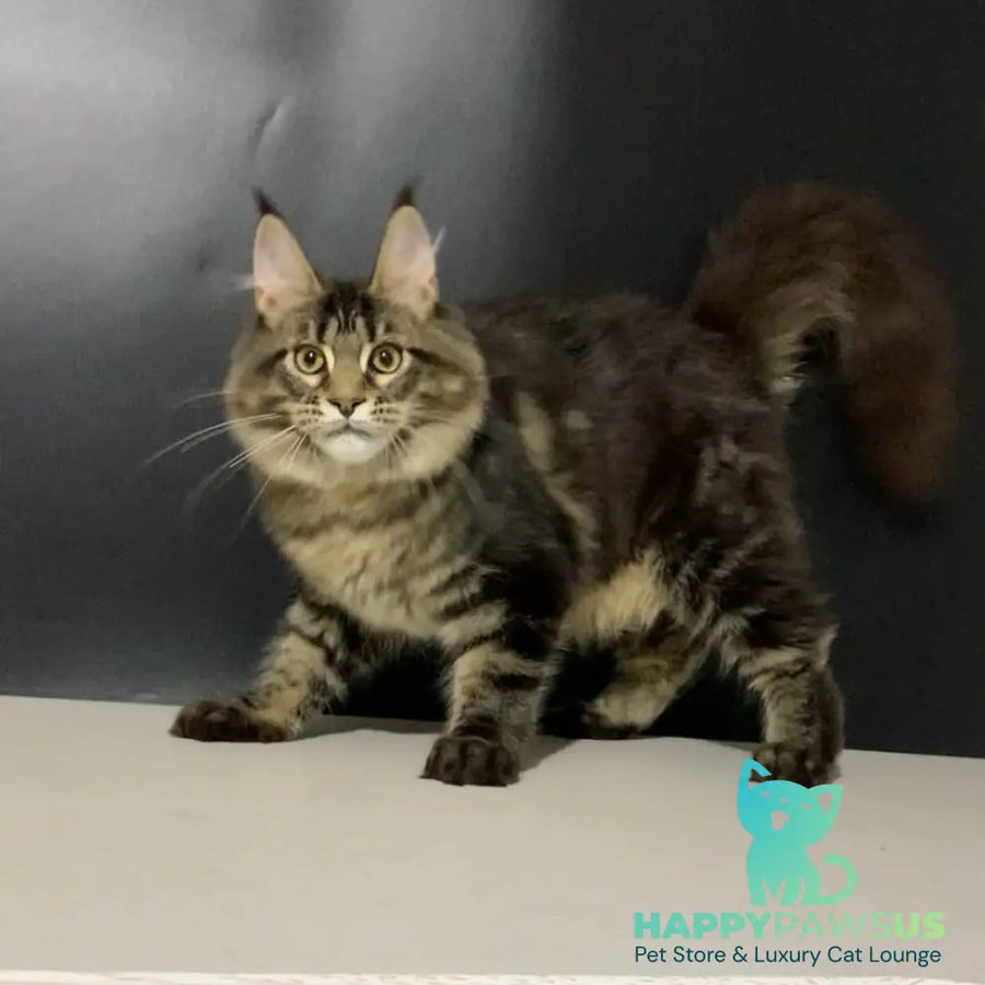 Tropicana Maine Coon female black tabby - live animals
