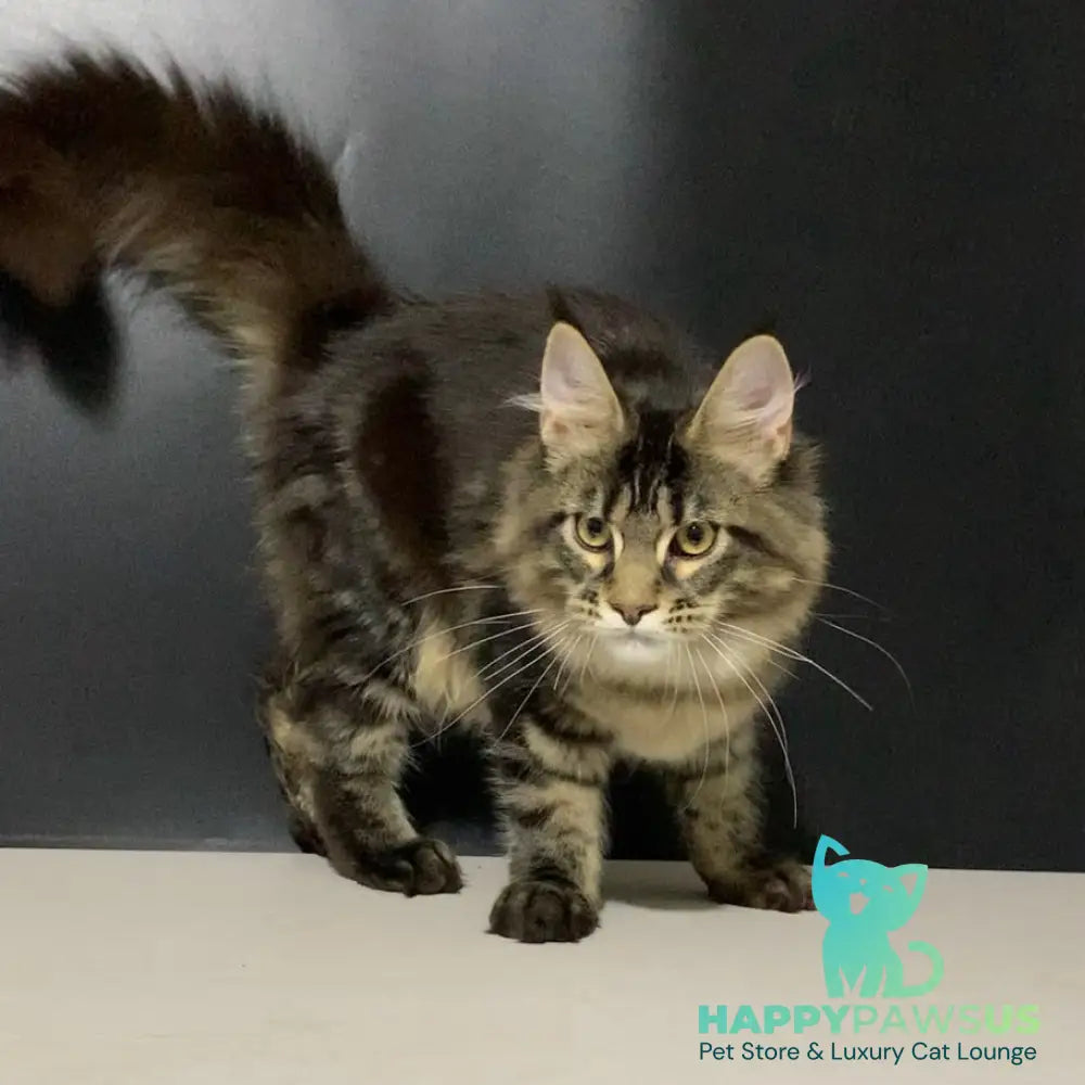 Tropicana Maine Coon female black tabby - live animals