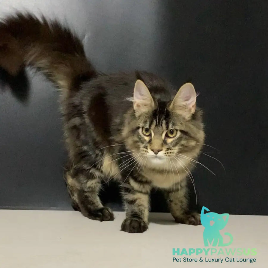 Tropicana Maine Coon female black tabby - live animals