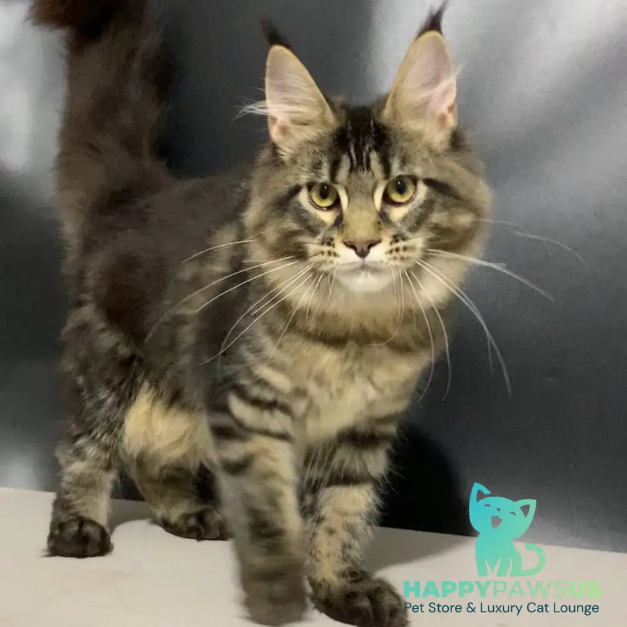 Tropicana Maine Coon female black tabby - live animals
