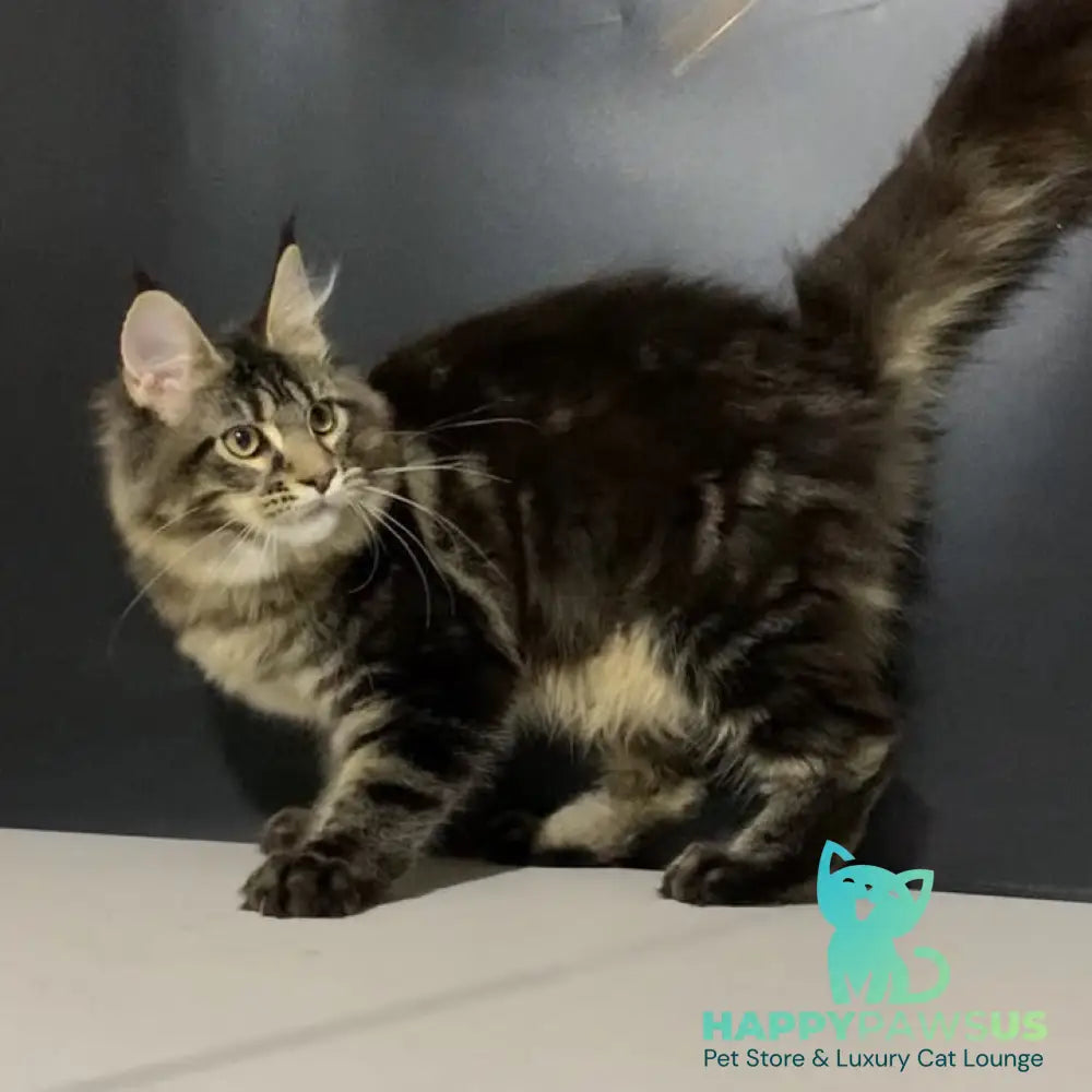 Tropicana Maine Coon female black tabby - live animals
