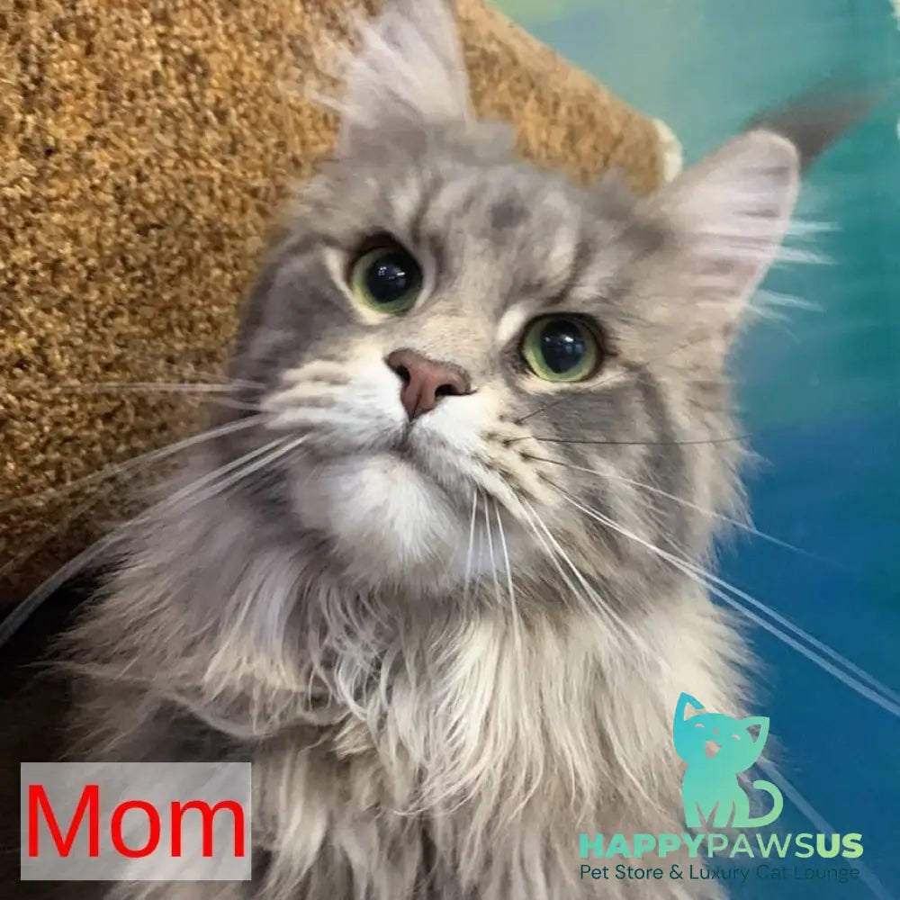 Tropicana Maine Coon female black tabby - live animals