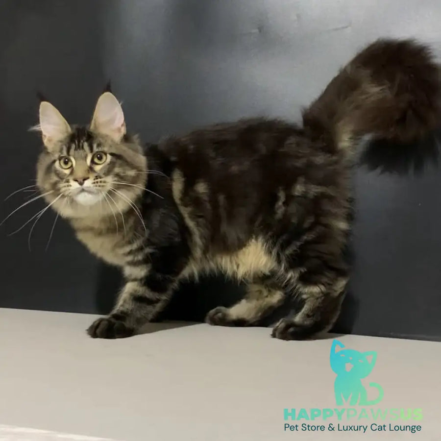Tropicana Maine Coon female black tabby - live animals
