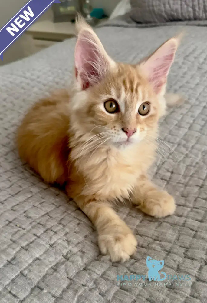 Troy Maine Coon male red silver live animals