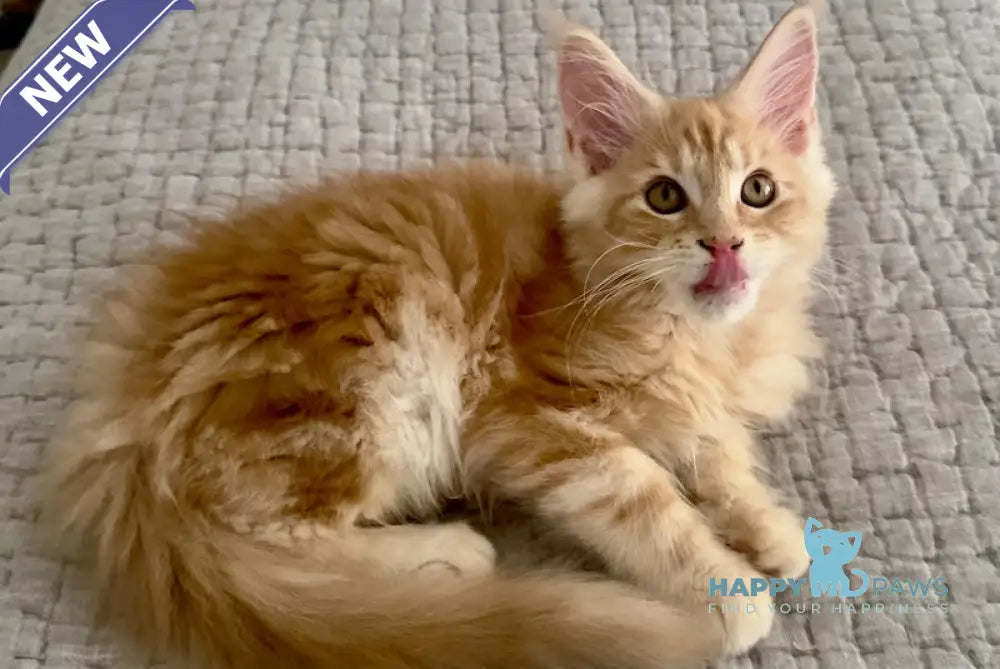Troy Maine Coon male red silver live animals