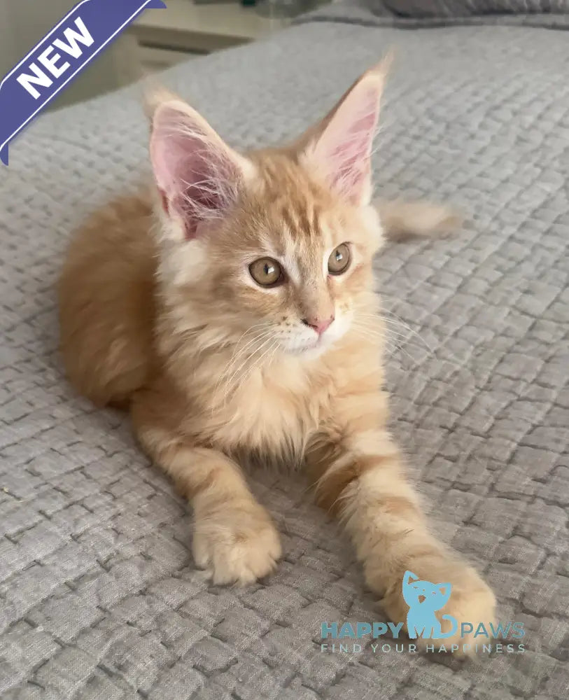 Troy Maine Coon male red silver live animals