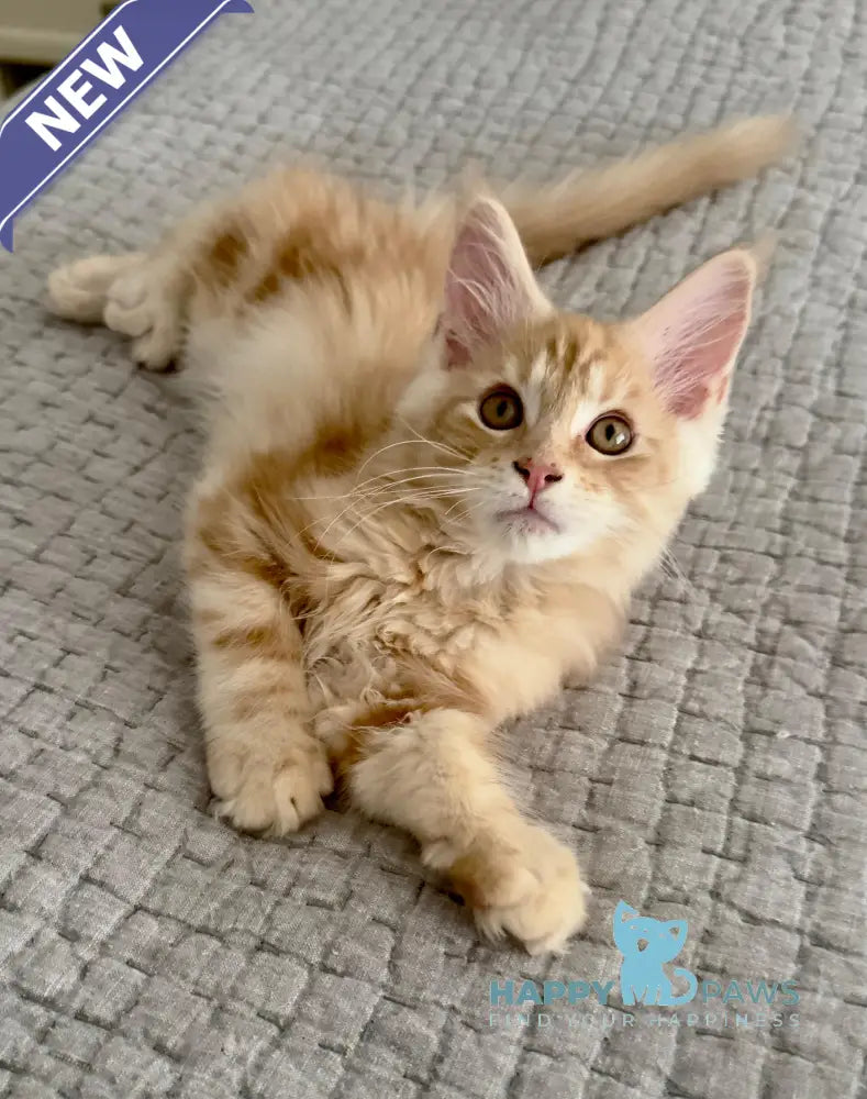 Troy Maine Coon male red silver live animals