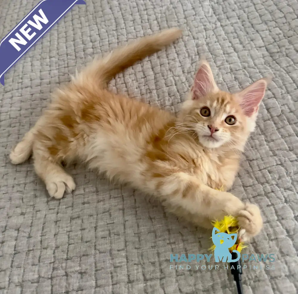 Troy Maine Coon male red silver live animals