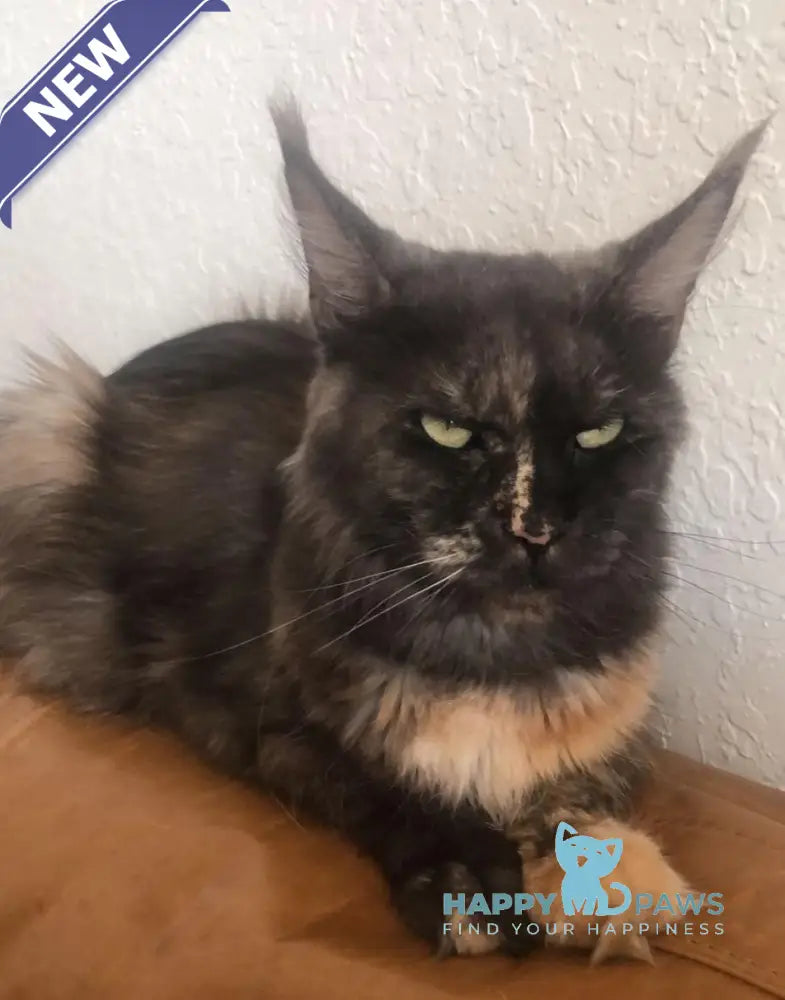 Troy Maine Coon male red silver live animals