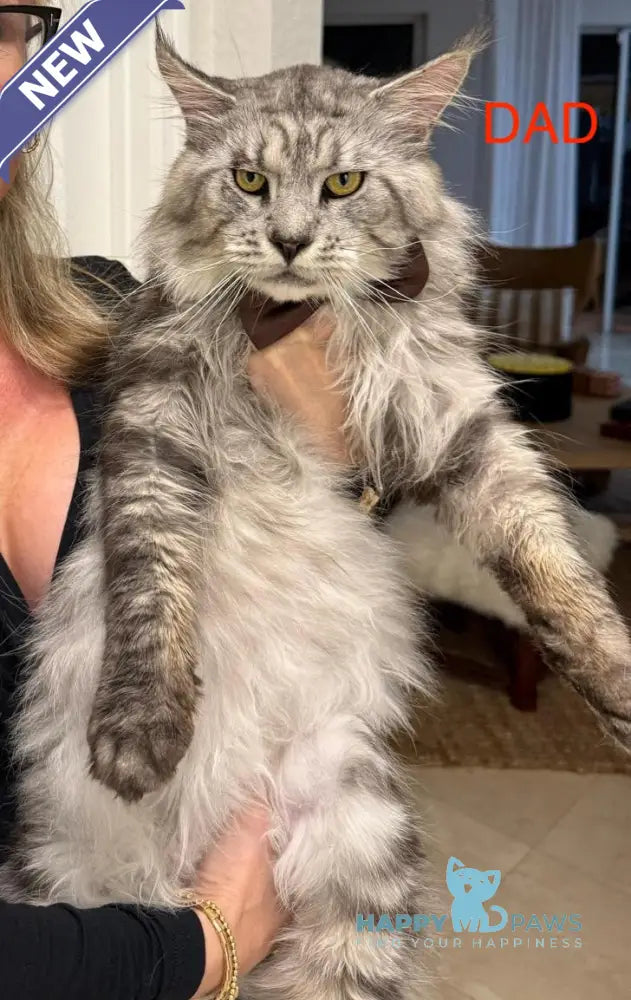 Troy Maine Coon male red silver live animals