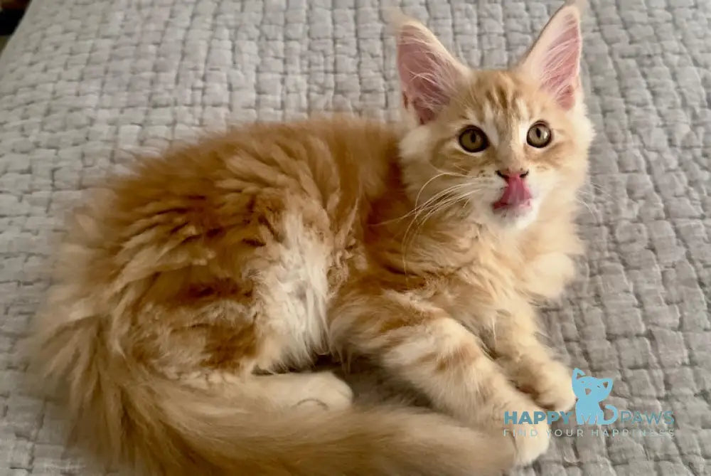 Troy Maine Coon male red silver live animals