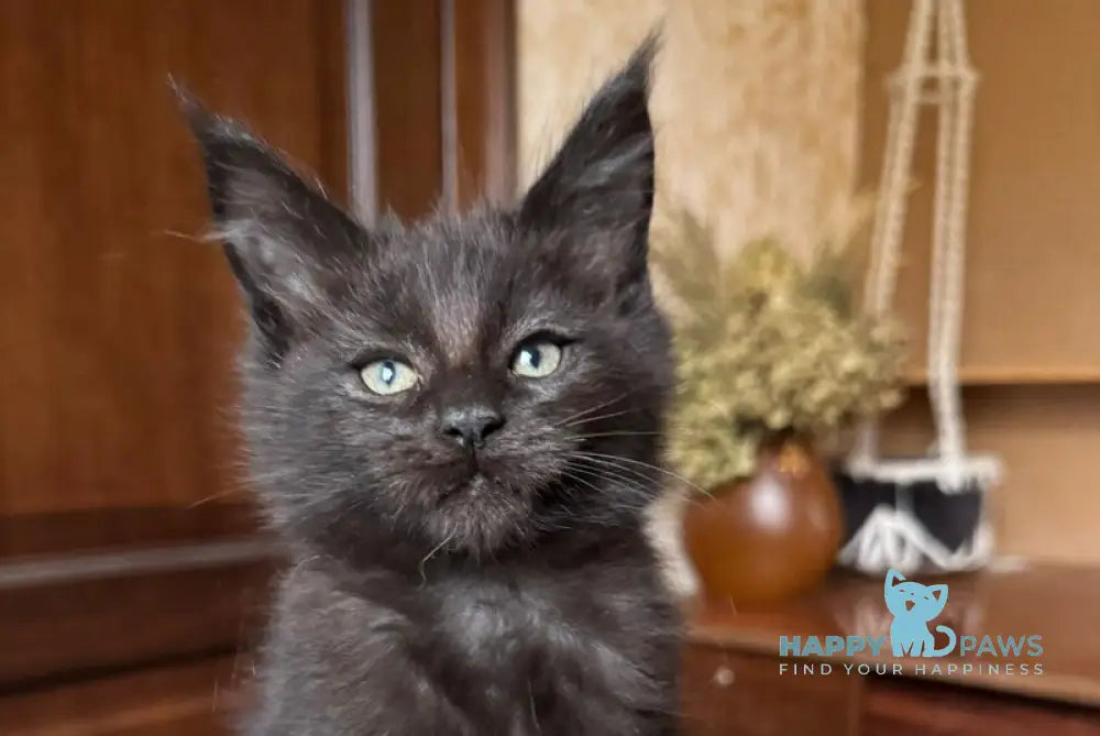 Truffel Maine Coon male black live animals