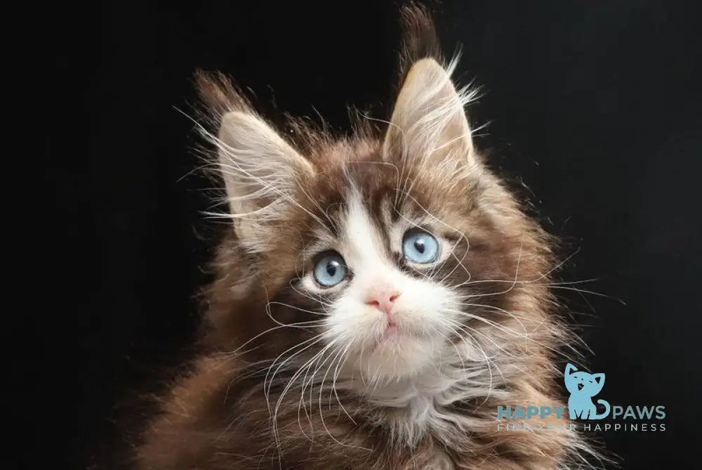 Truman Maine Coon male black tabby bicolour live animals