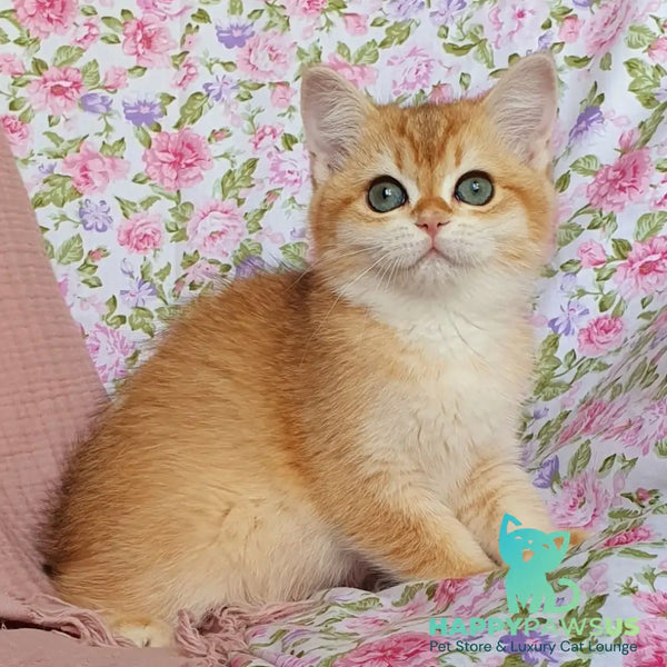 Tryufel’ka British Shorthair female black golden chinchilla - live animals