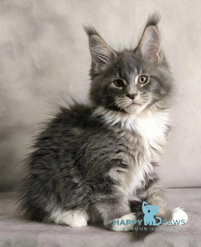 Tsunami Maine Coon female blue silver bicolour tabby live animals