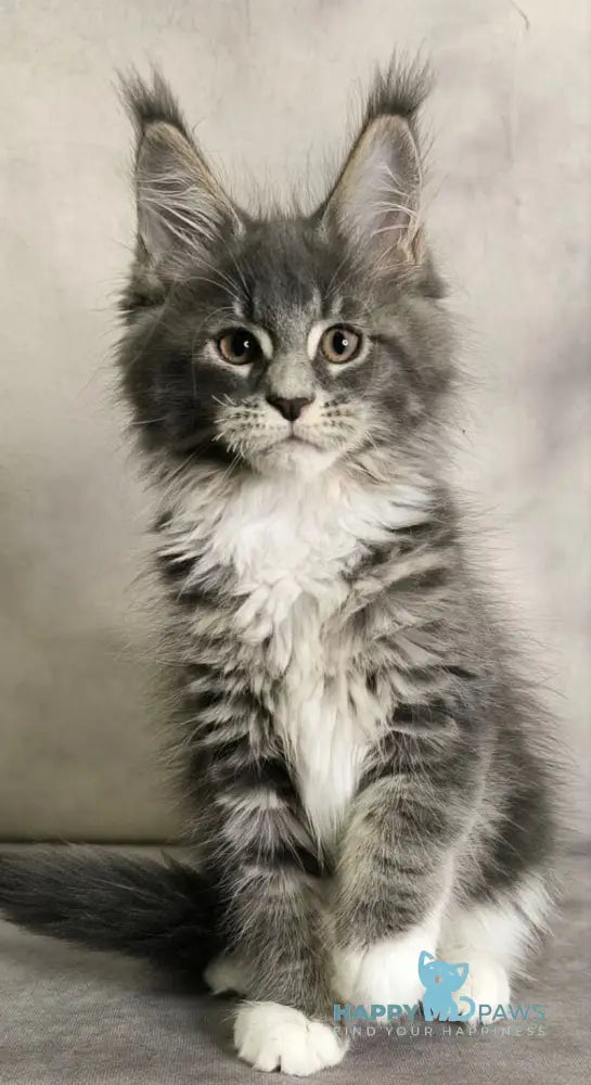 Tsunami Maine Coon female blue silver bicolour tabby live animals