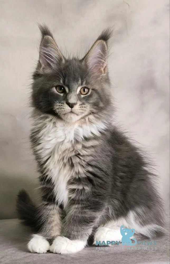 Tsunami Maine Coon female blue silver bicolour tabby live animals