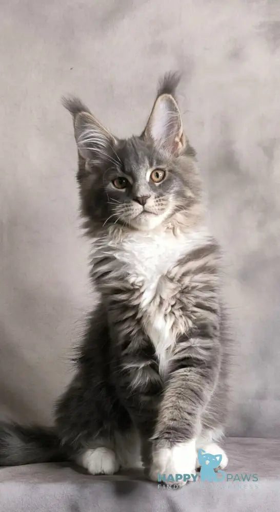 Tsunami Maine Coon female blue silver bicolour tabby live animals